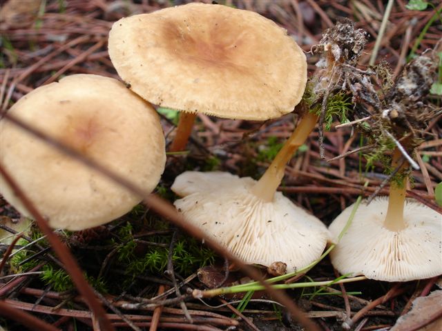 ricerca di aiuto